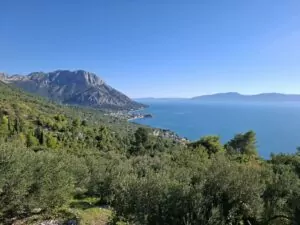 masline